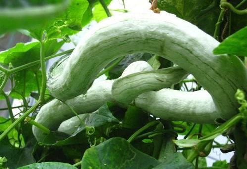 蛇瓜应该怎么吃