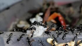 蚂蚁吃哈密瓜,揭秘哈密瓜的秘密盛宴  第1张