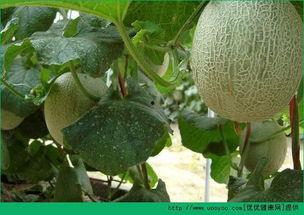 蚂蚁吃哈密瓜,揭秘哈密瓜的秘密盛宴  第3张