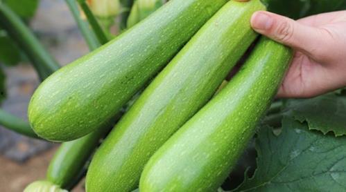 为什么吃瓜会拉瓜种,背后的科学原理与趣味解读  第3张