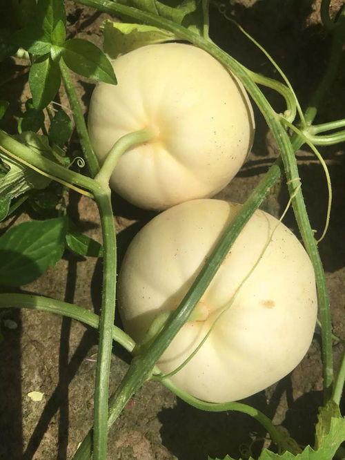 缅甸吃瓜铺,探寻缅甸吃瓜铺的独特风味  第1张