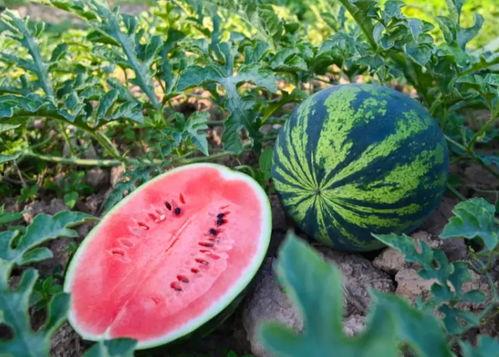 索西雅吃瓜  第3张