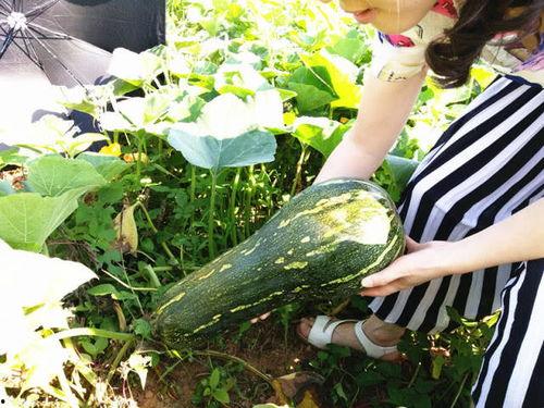 任县吃瓜什么梗  第2张