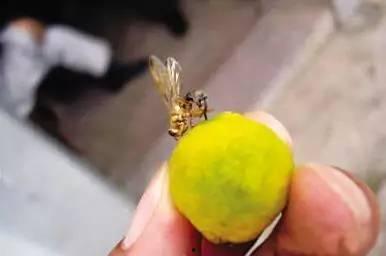 吃瓜虫子的视频  第2张