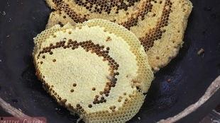 吃瓜虫子的视频  第3张