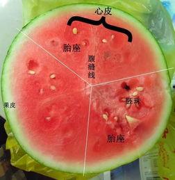 都在吃瓜的图片  第2张