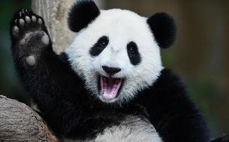 吃瓜的瓜哥熊猫  第1张