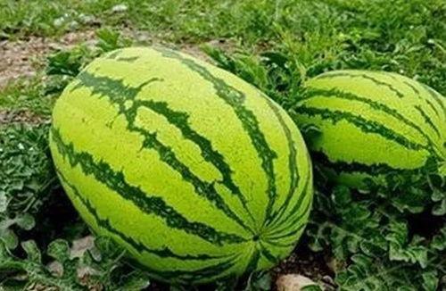 俏瓜怎么吃,解锁健康美味新体验