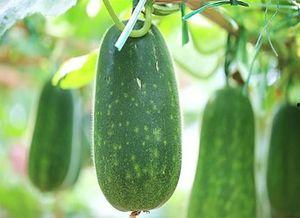 三越子吃瓜,揭秘娱乐圈背后的秘密