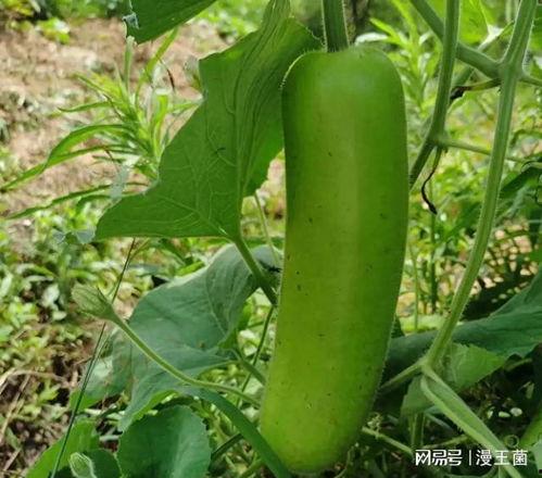 吃瓜能吃西红柿吗,吃瓜者的新宠