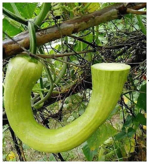 台院吃瓜,揭秘校园热点事件背后的真相