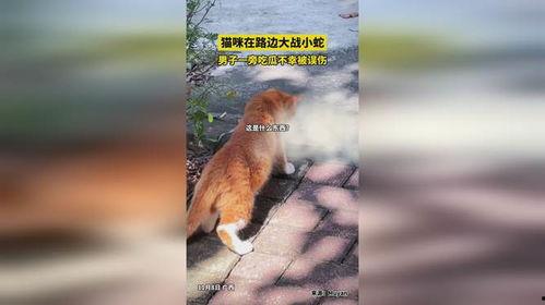 吃瓜的小蛇,吃瓜小蛇的趣味生活揭秘