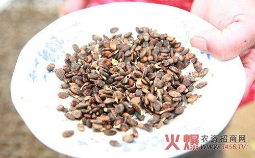 吃脆瓜不吐籽吗,吃脆瓜，籽儿不吐的秘密