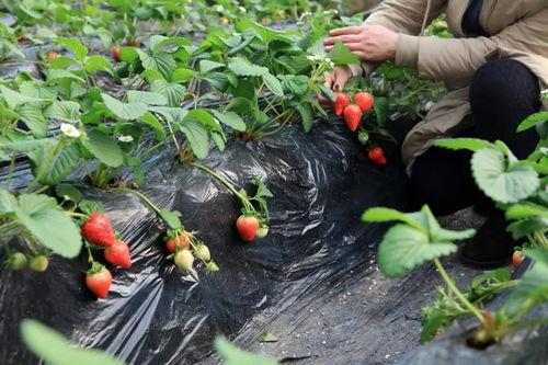 长治上党吃瓜,瓜果飘香，品味民俗风情