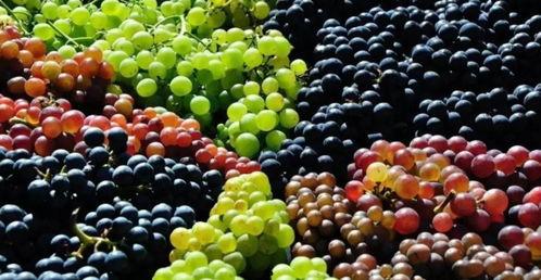 吃瓜不吐葡萄皮抽奖视频,惊喜连连等你来抽！