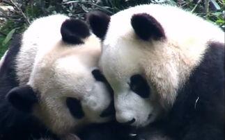 愉爱熊猫吃瓜,揭秘萌宠的欢乐时光