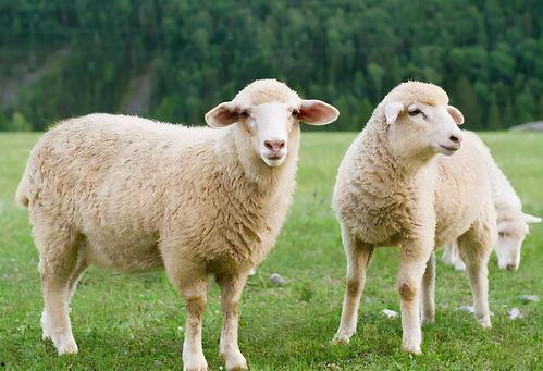 羊咩咩吃瓜系列,揭秘娱乐圈那些不为人知的幕后故事