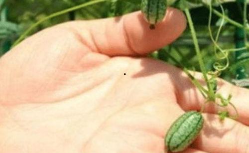 什么虫会吃瓜,揭秘瓜类作物常见害虫