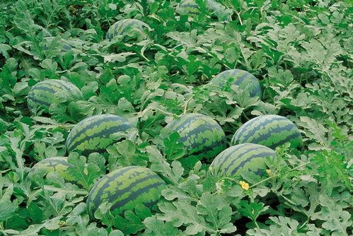 黄石新闻吃瓜群,揭秘网络舆论场中的趣味与真相