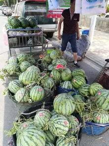 文安大城吃瓜事件,一场引发热议的网络狂欢