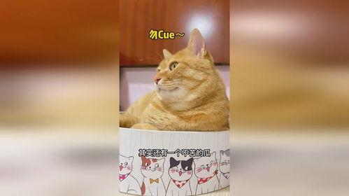 老猫吃瓜,揭秘娱乐圈背后的秘密与真相