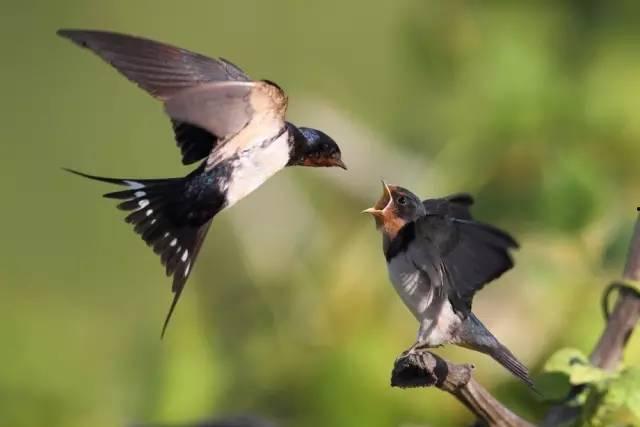 燕子517吃瓜,揭秘娱乐圈吃瓜背后的真相与内幕