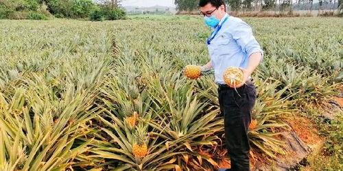 海南教师吃瓜,揭秘校园里的轻松一幕