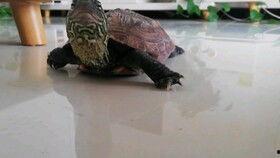 乌龟吃瓜的图片,夏日清凉一幕