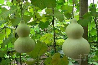 葫芦瓜孕妇可以吃吗,孕妇饮食中的健康之选