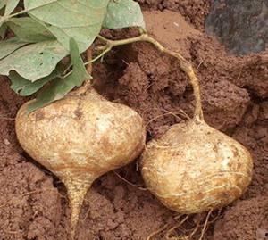 肾结石可以吃土瓜,天然食材的神奇疗效