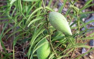 老瓜瓢没了怎么吃,创意烹饪，美味再现