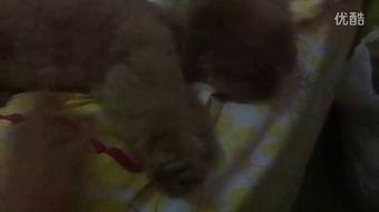 毛姐吃瓜视频,揭秘娱乐圈幕后故事