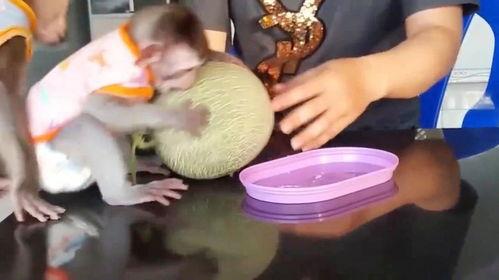猴吃哈密瓜,欢乐食趣记