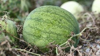 兰州图书馆吃瓜,瓜香四溢的文化盛宴