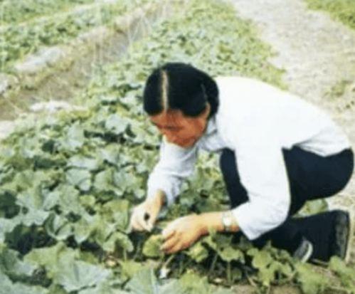 袁隆平同学吃瓜,瓜田里的科学探索与人生感悟