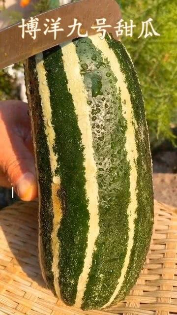 瓜不熟都可以吃,探索未成熟瓜果的独特风味