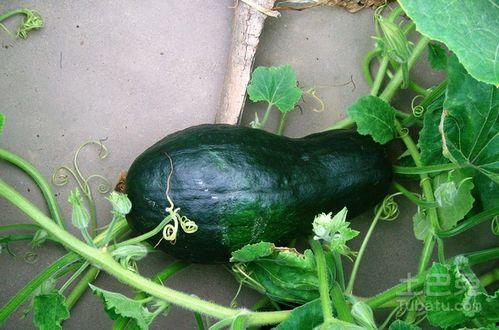 柯冉吃瓜合集,揭秘娱乐圈幕后故事