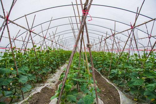 大棚吃瓜视频素材下载,瓜果飘香，科技助力农业新篇章