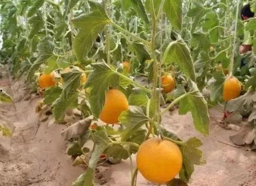 沙漠大院吃蜜瓜视频,揭秘沙漠大院蜜瓜传奇