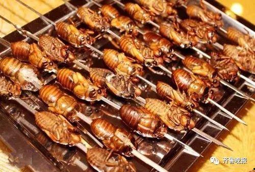 知了喜欢吃马拉瓜,探寻马拉瓜的独特魅力