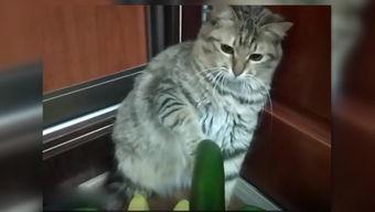 小猫可以吃薯瓜吗,揭秘猫咪饮食中的健康选择