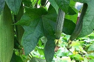 吃瓜标准操作视频,标准操作视频全解析