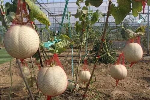 乐吃娱瓜,揭秘娱乐圈幕后故事与美食诱惑