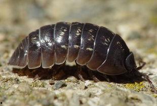 瓜吃害虫视频,瓜吃害虫视频揭秘