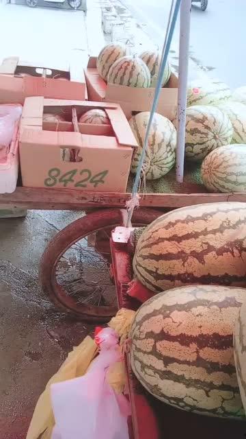 宁夏瓜地吃西瓜视频,一场西瓜的视觉盛宴