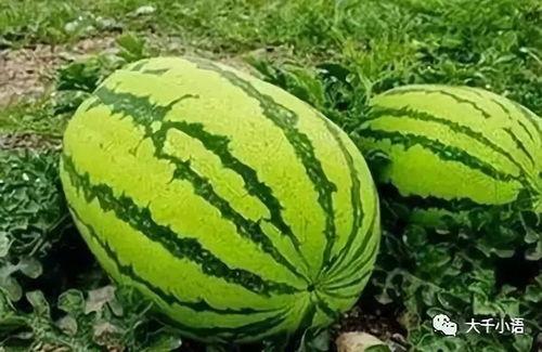 宁夏瓜地吃西瓜视频,一场西瓜的视觉盛宴