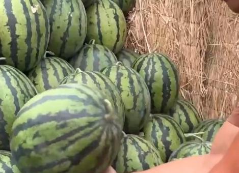 这个时节吃瓜,瓜果飘香——时令美味尽享清凉
