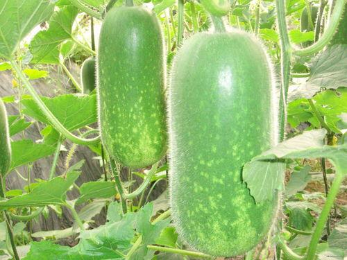 黄钰杰什么瓜吃瓜,揭秘娱乐圈背后的真相