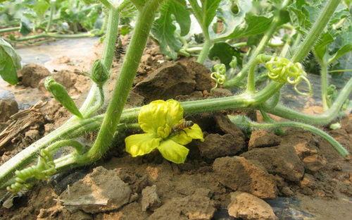 吃瓜吃花的季节,夏季瓜果与花卉的盛宴
