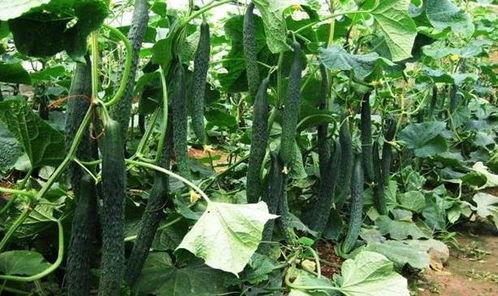 吃瓜吃花的季节,夏季瓜果与花卉的盛宴